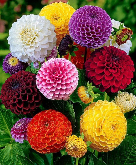 pompoms