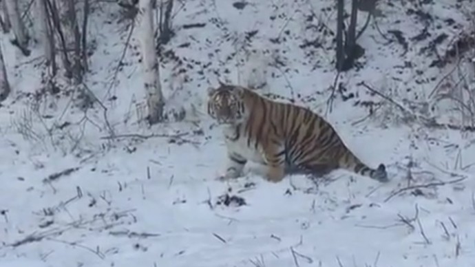 Упитанного тигра сняли на видео в Хабаровском крае