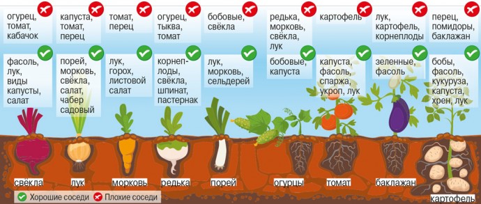 Выращивание овощей